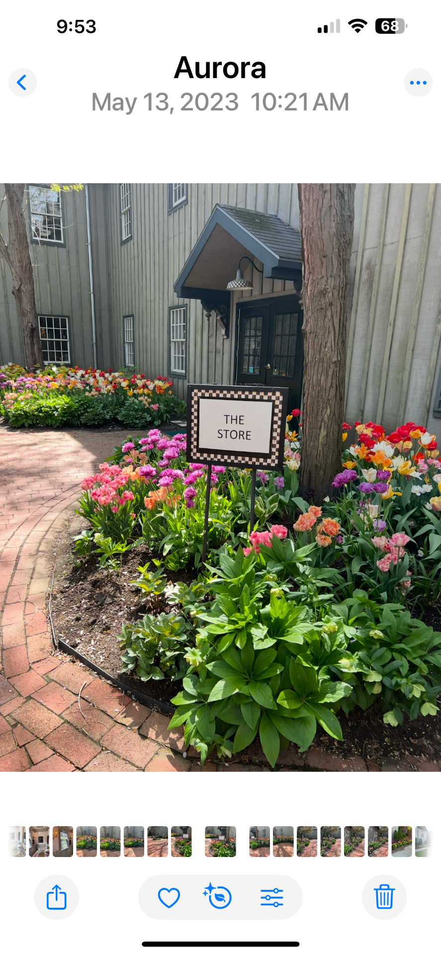The checkerboard 'The Store' sign at MacKenzie-Childs surrounded by tulip beds in May