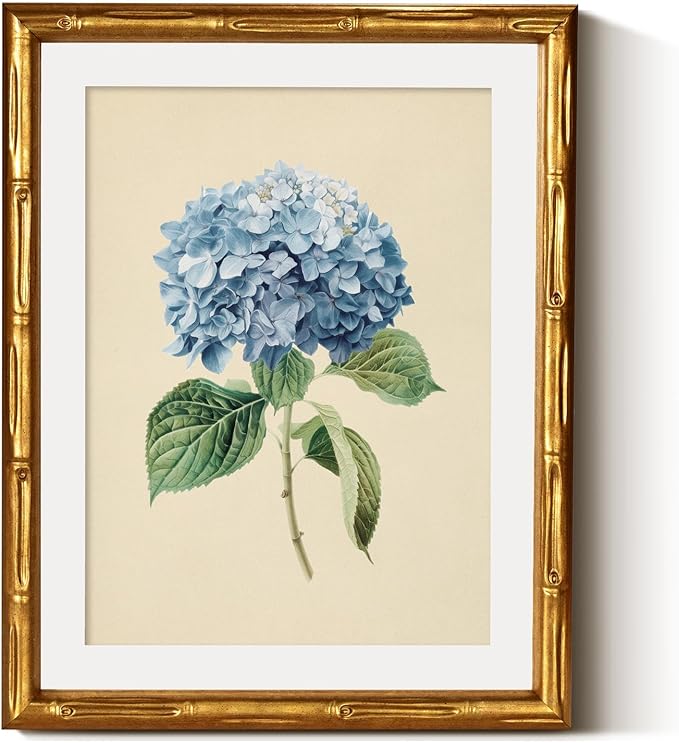 Vintage Hydrangea Botanical Print (11x14)